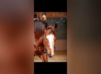 American Paint Horse, Giumenta, 9 Anni, 154 cm, Baio