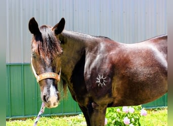 American Paint Horse, Giumenta, 9 Anni, 157 cm, Morello