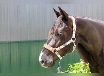 American Paint Horse, Giumenta, 9 Anni, 157 cm, Morello