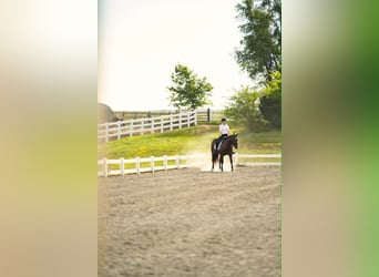 American Paint Horse, Giumenta, 9 Anni, 157 cm, Morello