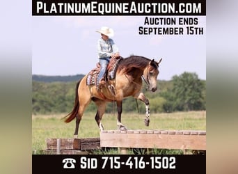 American Paint Horse, Giumenta, 9 Anni, Pelle di daino