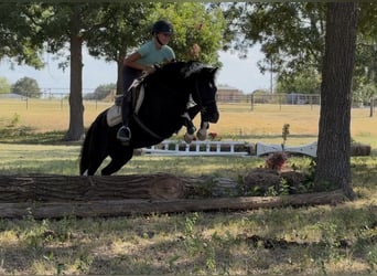 American Paint Horse Mix, Giumenta, 9 Anni, Pezzato
