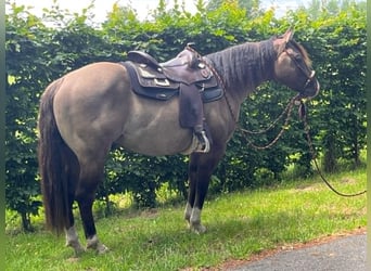 American Paint Horse, Giumenta, Puledri (04/2026), 148 cm, Palomino