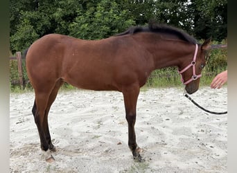 American Paint Horse, Giumenta, Puledri (03/2026), 150 cm, Baio