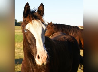 American Paint Horse, Giumenta, Puledri (03/2026), 150 cm, Overo-tutti i colori