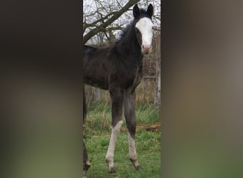 American Paint Horse, Giumenta, Puledri (03/2026), 150 cm, Overo-tutti i colori