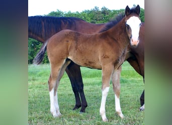 American Paint Horse, Giumenta, Puledri (03/2026), 150 cm, Overo-tutti i colori