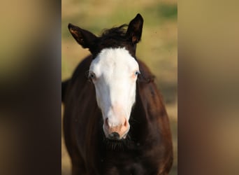 American Paint Horse, Giumenta, Puledri (03/2026), 152 cm, Morello