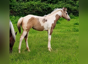 American Paint Horse, Giumenta, Puledri (04/2026), 152 cm, Pezzato