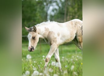 American Paint Horse, Giumenta, Puledri (04/2026), 152 cm, Pezzato