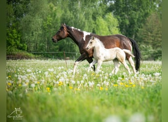 American Paint Horse, Giumenta, Puledri (04/2026), 152 cm, Pezzato