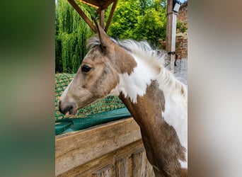 American Paint Horse, Giumenta, Puledri (04/2026), 152 cm, Pezzato