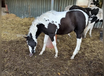 American Paint Horse, Giumenta, Puledri (06/2026), 152 cm, Tobiano-tutti i colori