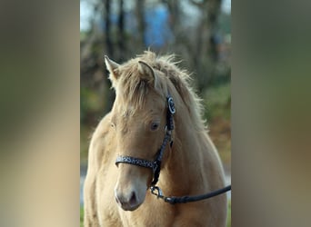 American Paint Horse, Giumenta, Puledri (05/2025), 153 cm, Champagne