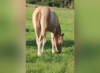 American Paint Horse, Giumenta, Puledri (05/2025), 153 cm, Champagne