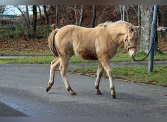 American Paint Horse, Giumenta, Puledri (05/2025), 153 cm, Champagne