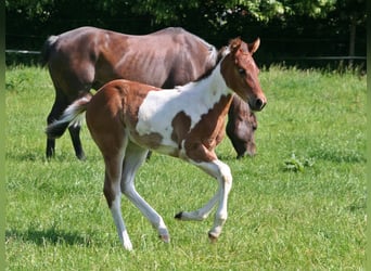 American Paint Horse, Giumenta, Puledri (04/2026), 154 cm, Pezzato