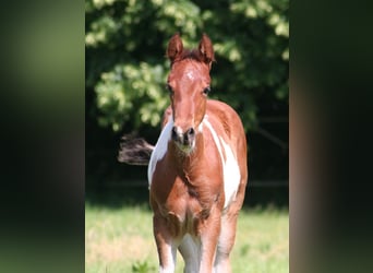 American Paint Horse, Giumenta, Puledri (04/2026), 154 cm, Pezzato