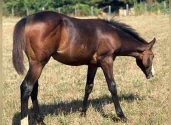 American Paint Horse, Giumenta, Puledri (04/2026), 155 cm, Baio scuro