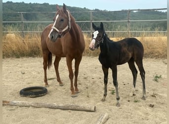 American Paint Horse, Giumenta, Puledri (04/2026), 155 cm, Baio scuro