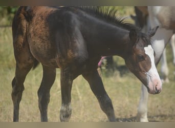 American Paint Horse, Giumenta, Puledri (04/2026), 155 cm, Baio scuro