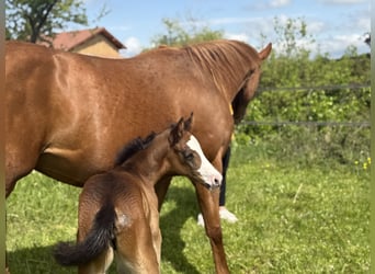 American Paint Horse, Giumenta, Puledri (04/2026), 155 cm, Baio scuro