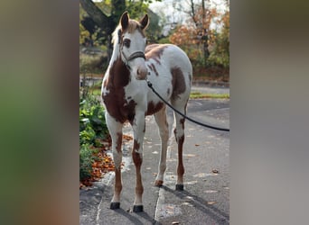 American Paint Horse, Giumenta, Puledri (05/2025), 155 cm, Overo-tutti i colori