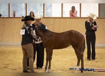 American Paint Horse, Giumenta, Puledri (05/2026), Baio