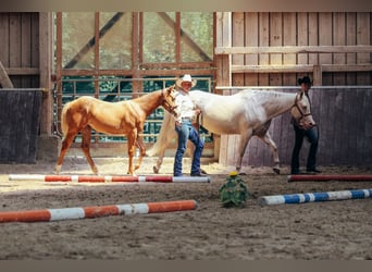 American Paint Horse, Giumenta, Puledri (03/2025), Palomino