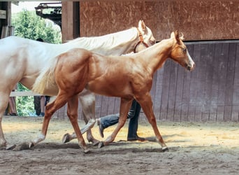 American Paint Horse, Giumenta, Puledri (03/2025), Palomino