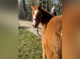 American Paint Horse, Giumenta, Puledri (05/2025), Sauro