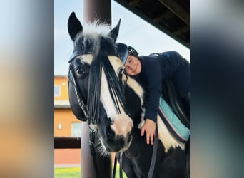 American Paint Horse, Hengst, 10 Jaar, 153 cm, Gevlekt-paard