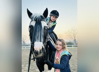 American Paint Horse, Hengst, 10 Jahre, 153 cm, Schecke