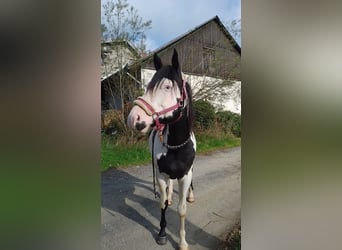 American Paint Horse, Hengst, 12 Jaar, 157 cm, Overo-alle-kleuren