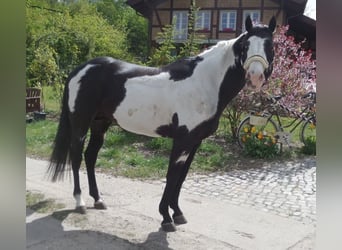 American Paint Horse, Hengst, 15 Jaar, 150 cm, Overo-alle-kleuren