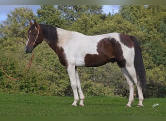 American Paint Horse, Hengst, 15 Jahre, 153 cm, Fuchs