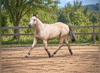 American Paint Horse, Hengst, 1 Jaar, 147 cm, Buckskin