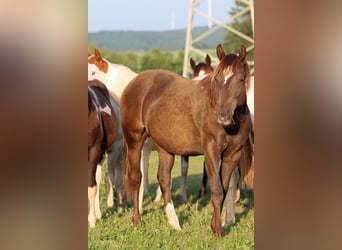 American Paint Horse, Hengst, 1 Jaar, 148 cm, Zwart