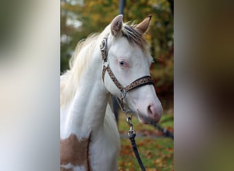 American Paint Horse, Hengst, 1 Jaar, 150 cm, Overo-alle-kleuren