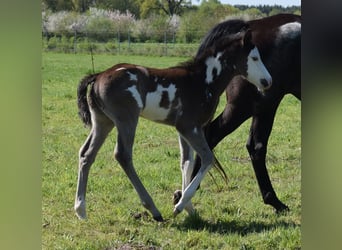 American Paint Horse, Hengst, 1 Jaar, 150 cm, Overo-alle-kleuren