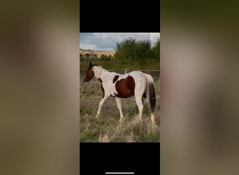 American Paint Horse, Hengst, 1 Jaar, 150 cm, Tobiano-alle-kleuren
