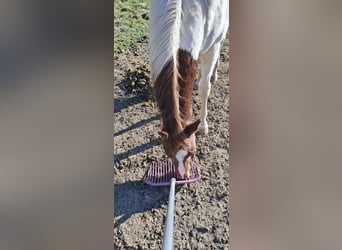 American Paint Horse, Hengst, 1 Jaar, 152 cm, Gevlekt-paard