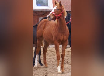 American Paint Horse, Hengst, 1 Jaar, 152 cm, Vos