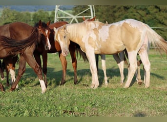 American Paint Horse, Hengst, 1 Jaar, 153 cm, Champagne