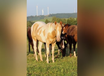 American Paint Horse, Hengst, 1 Jaar, 153 cm, Champagne