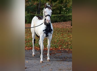 American Paint Horse, Hengst, 1 Jaar, 153 cm, Overo-alle-kleuren