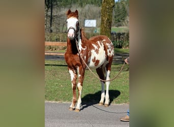 American Paint Horse, Hengst, 1 Jaar, 153 cm, Overo-alle-kleuren