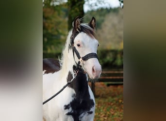 American Paint Horse, Hengst, 1 Jaar, 153 cm, Overo-alle-kleuren