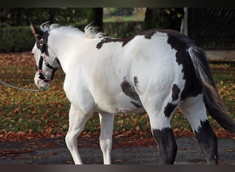 American Paint Horse, Hengst, 1 Jaar, 153 cm, Overo-alle-kleuren