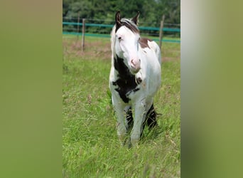 American Paint Horse, Hengst, 1 Jaar, 153 cm, Overo-alle-kleuren